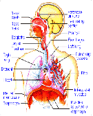 respiratorydetail